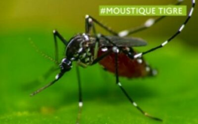Moustique tigre : agissons pour limiter sa prolifération !